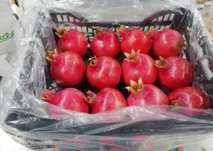 WhatsApp Image 2025-09-11 at 16.02.36_211c8063