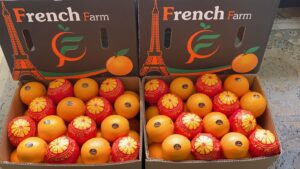 WhatsApp Image 2026-02-12 at 9.17.38 PM (3)