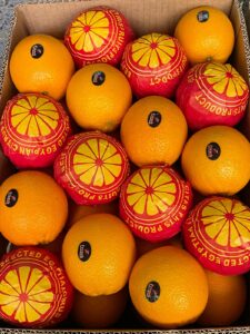 WhatsApp Image 2026-02-12 at 9.17.39 PM (4)